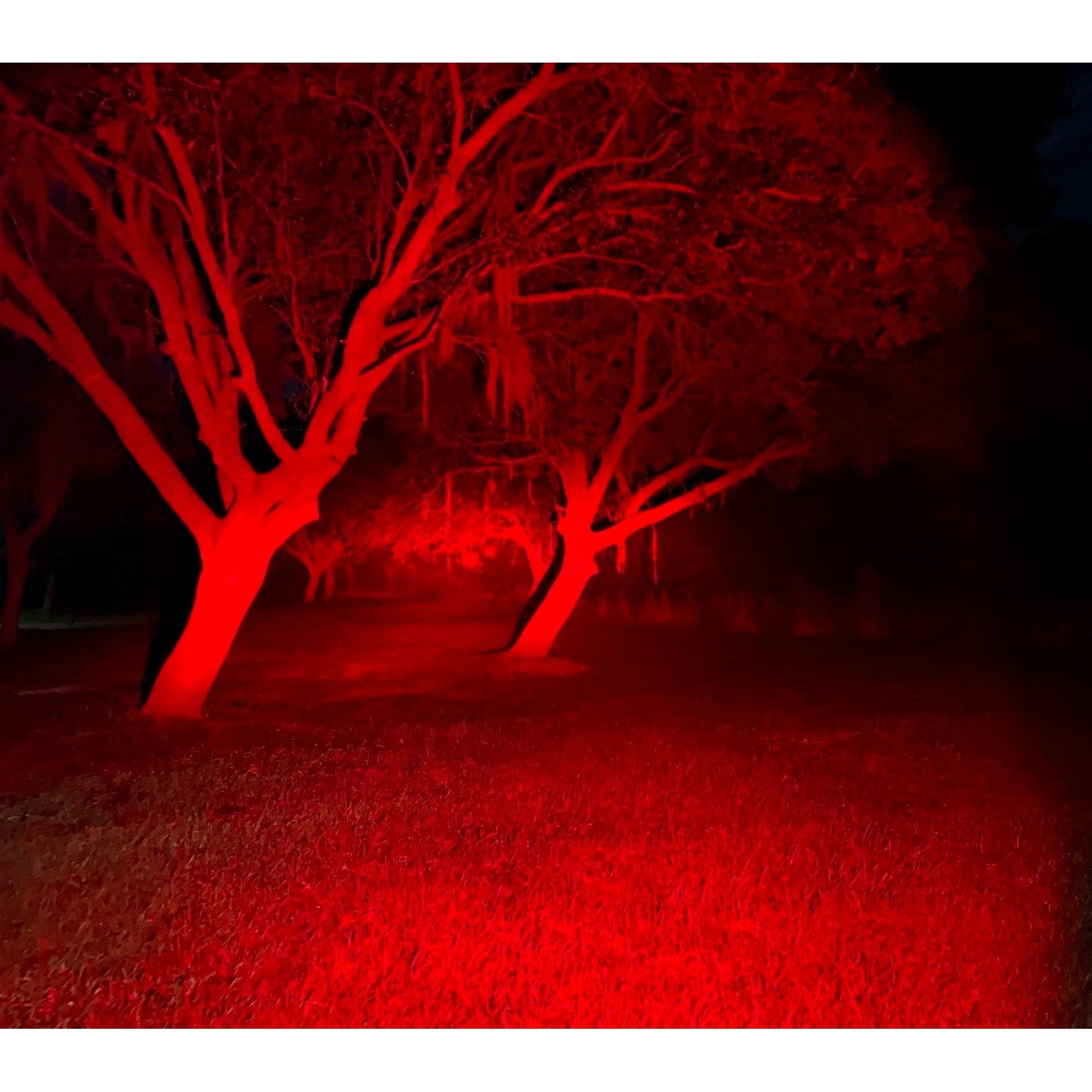 Black Oak 2" Predator Red Led Pod Light boatyardmalaysia
